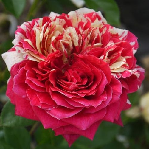 Rózsaszín - fehér - Rózsa - Barroma® - Online rózsa rendelés
